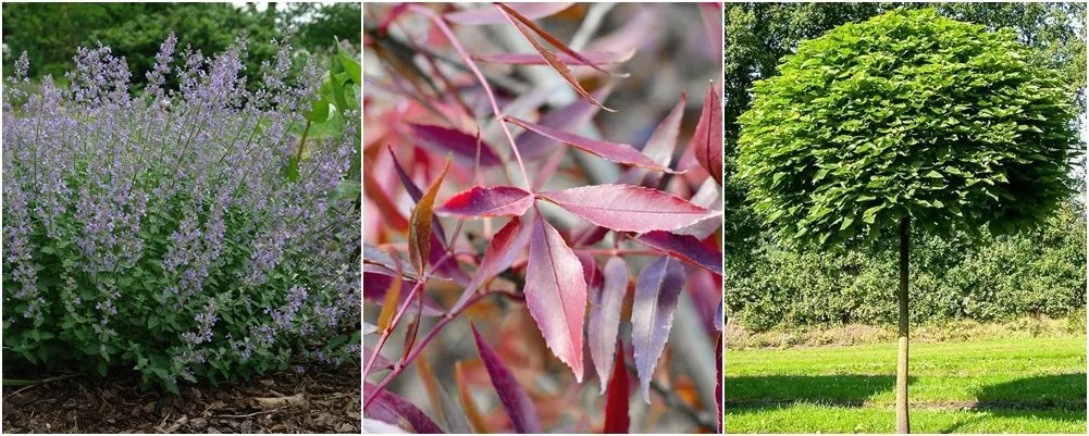 Котяча м'ята, ясен вузьколистий "Raywood" та катальпа бігнонієвидна "Nana"