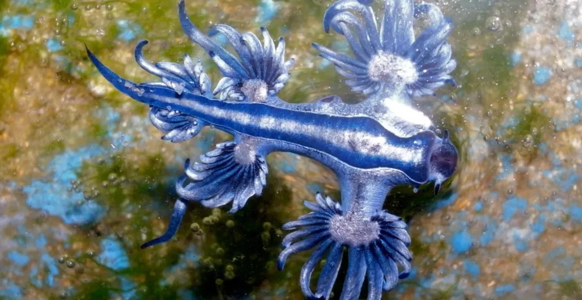 6 удивительных существ, обитающих в тихоокеанском мусорном пятне - фото 1