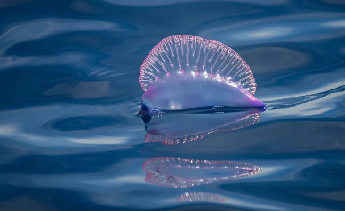 6 удивительных существ, обитающих в тихоокеанском мусорном пятне - фото 2