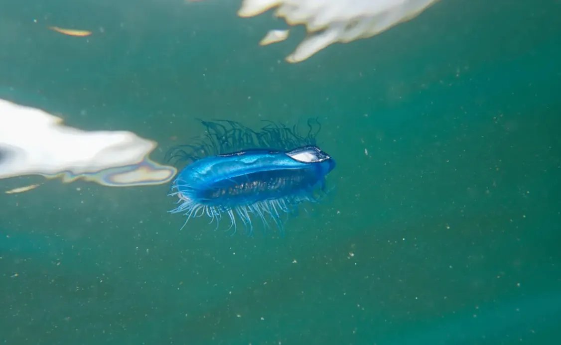 6 удивительных существ, обитающих в тихоокеанском мусорном пятне - фото 3