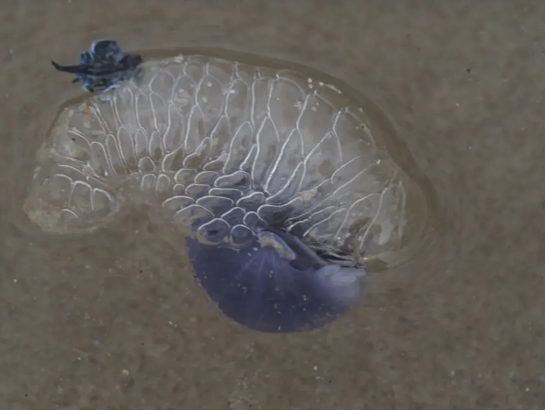 6 удивительных существ, обитающих в тихоокеанском мусорном пятне - фото 5