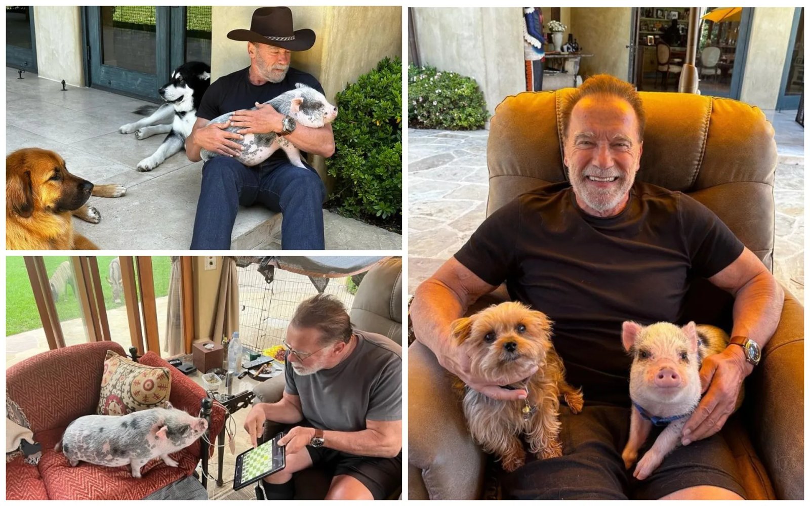 Арнольд та його домашній зоопарк