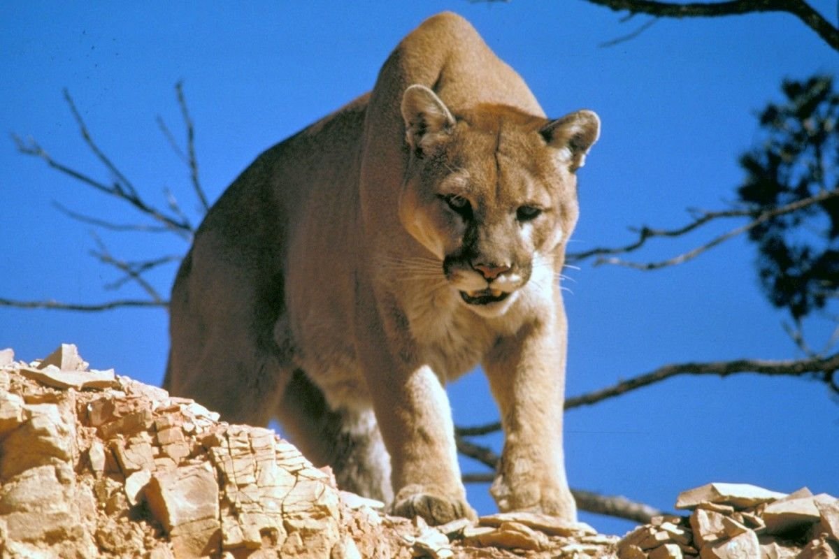 В США признали, что восточная пума вымерла окончательно