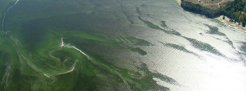 В центральной части города снова "цветет" и воняет вода в Днепре