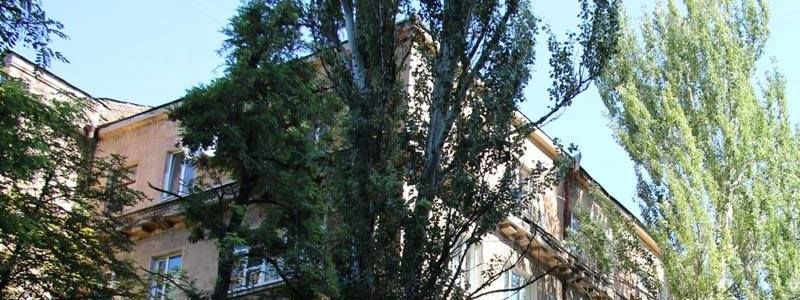 В Днепре обновляют зеленые зоны: вместо семидесятилетних тополей - молодые клены