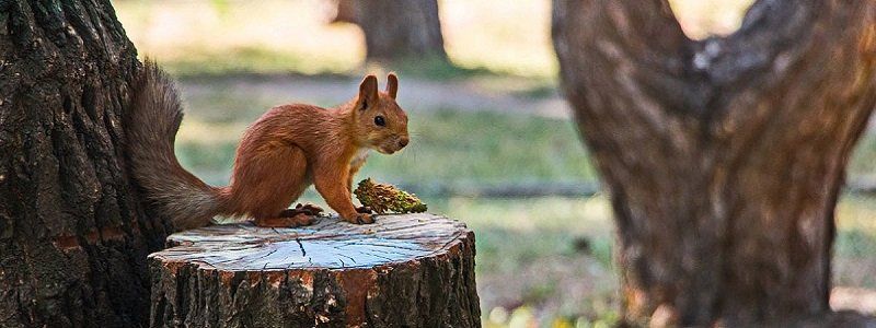 Скамейки, площадки и очень много белок: ревизия в парке Писаржевского