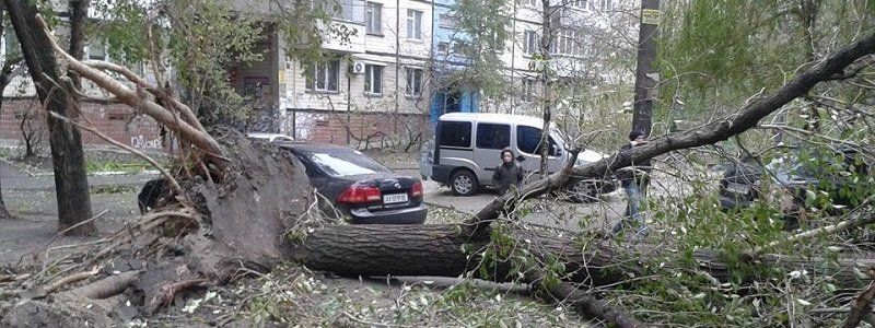 Спасатели расскажут об упавших деревьях в Днепре