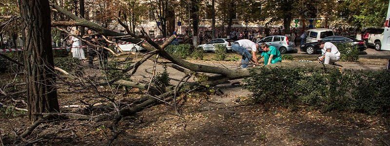 В Днепре веткой убило девушку: Филатов отстранил начальника Горзеленстроя и назначил аудит деревьев