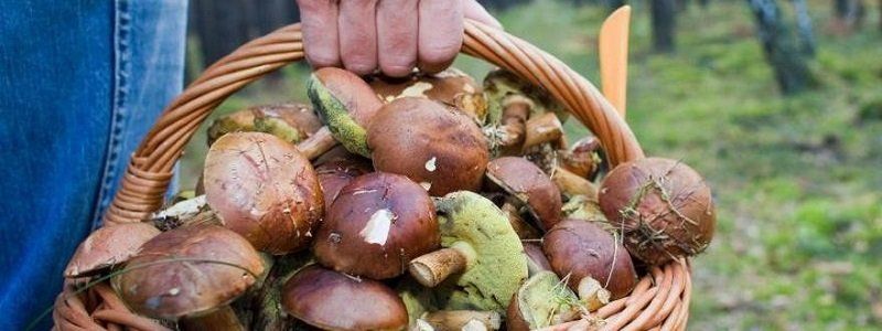 В Днепре женщина угостила соседей поганками: один человек погиб, два - в больнице