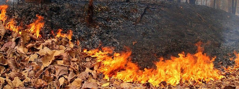Как в Днепре борются со сжиганием листьев
