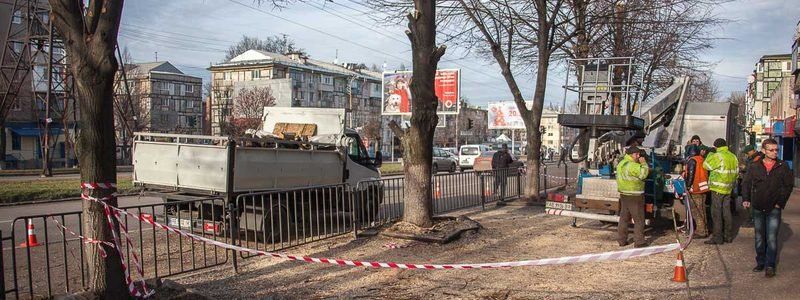 «Не трогать меня»: жители проспекта Поля начали флешмоб против обрезки деревьев