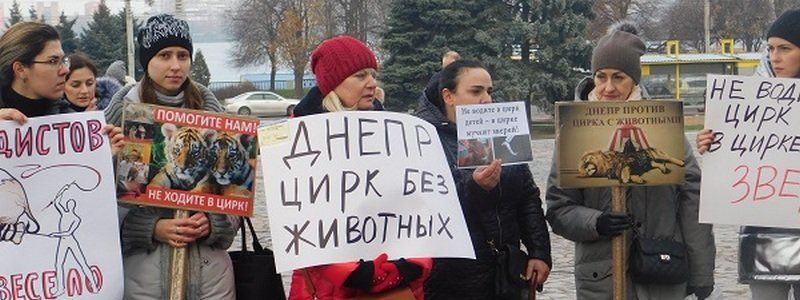 Изувеченные тигры и безжизненная норка: в Днепре пройдет акция против жестокости в цирке