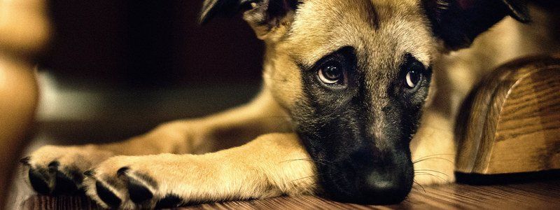 Подарите любовь: какие животные ищут дом в Днепре
