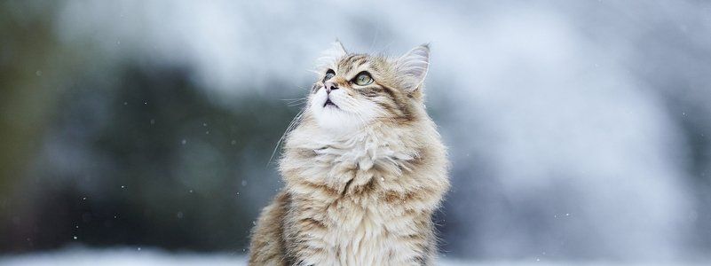 Подарите любовь и тепло: какие животные ищут дом в Днепре