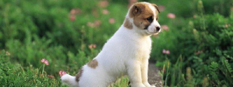 Подарите любовь: какие животные ищут дом в Днепре