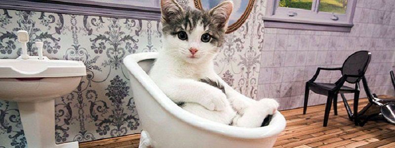 Подарите любовь: какие животные ищут дом в Днепре