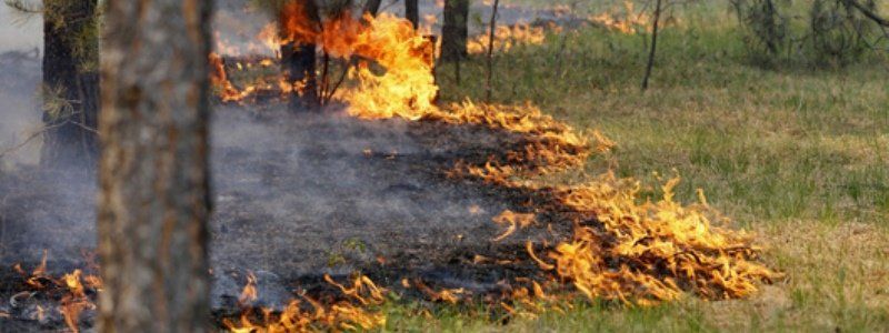 В лесах Днепропетровщины запретили разжигать костры
