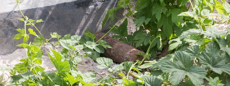 В Днепре возле частного дома нашли снаряд 