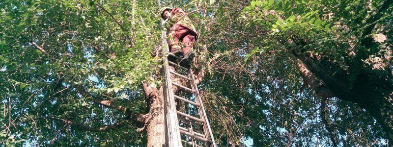 В Днепре спасатели сняли с деревьев сразу двух котят