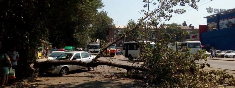 В Днепре напротив ТЦ TERRA ветка упала на автомобиль: пострадала женщина