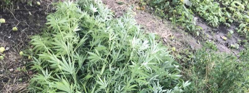 В Днепре мужчина выращивал коноплю вместо овощей