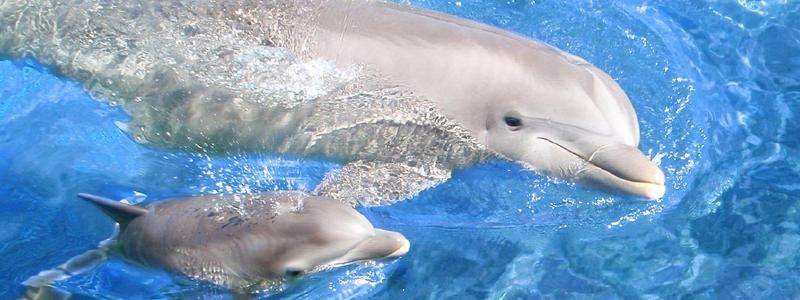 23 июля: какой сегодня праздник