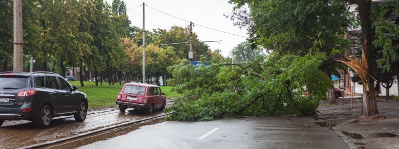 В центре Днепра упавшая ветка перегородила дорогу