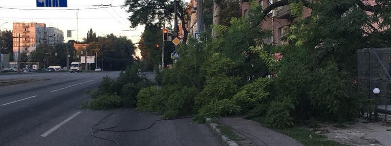 На Богдана Хмельницкого дерево упало на проезжую часть и порвало провода
