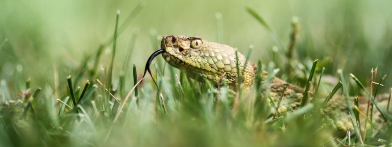 В детский сад заползают змеи