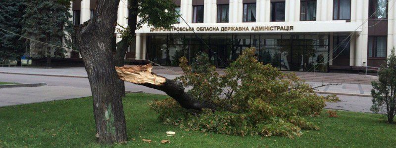 Сейчас! Возле ОГА упало дерево (ФОТО)