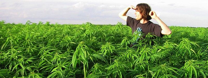 У жителя Днепропетровщины изъяли конопли на 3 миллиона гривен