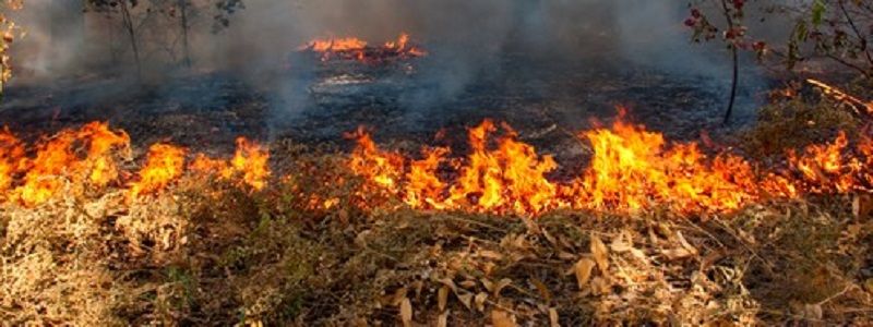 В Днепре загорелась лесополоса