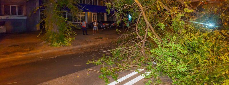 В Днепре на проспекте Гагарина упала ветка и перекрыла проезжую часть