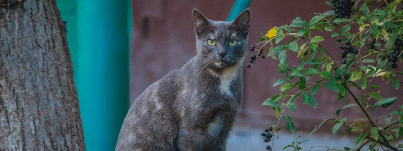 Днепр в кисах: какое настроение у хвостатых жителей города