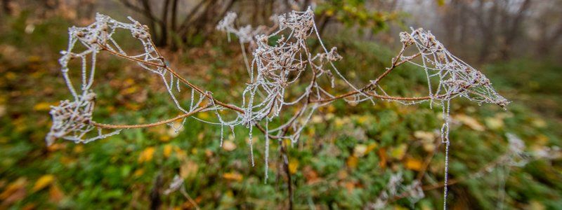 Первое дыхание зимы: в Днепр пришли заморозки