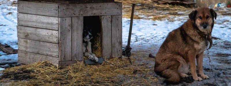 В Днепре остатки еды из школьных столовых отдают приютам для животных