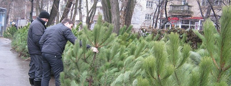 Где в Днепре купить елку и как определить ее легальность