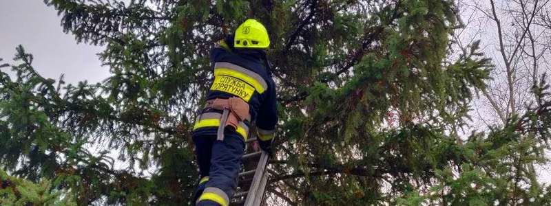 В Днепре на Максима Дия спасли котика, застрявшего на дереве