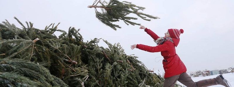 В Днепре рассказали, куда выбрасывать елки после новогодних праздников