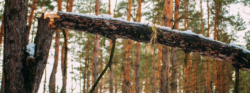 Пропавшего в Днепре мужчину нашли повешенным в лесу