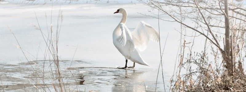 В Днепре из парка Глобы "сбежал" лебедь