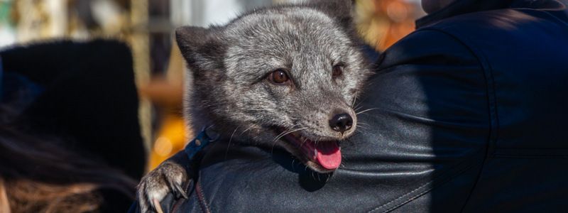 "Твоя шуба кричала перед смертью": в центре Днепра призывали отказаться от меха