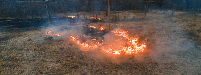 В Днепре выгорела часть лесополосы