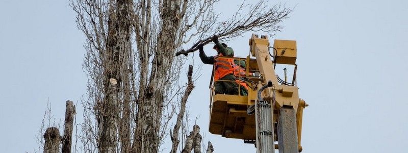 В Днепре планируют высадить 11 тысяч деревьев и кустов взамен срубленных