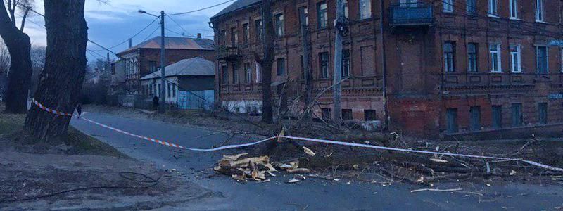 В Днепре на Камчатской упавшая ветка перегородила дорогу