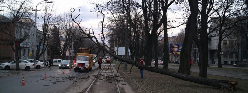 В Днепре на Пушкина из-за упавшей ветки парализовано движение электротранспорта