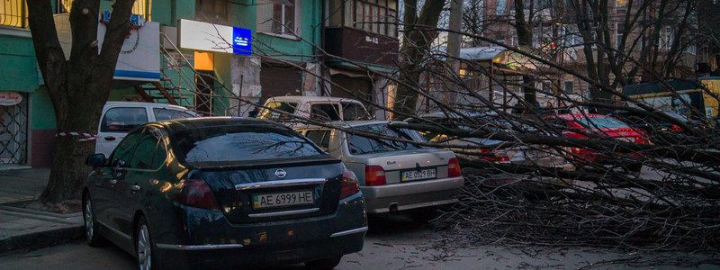 На Короленко из-за ветра дерево упало на припаркованные автомобили: движение парализовано