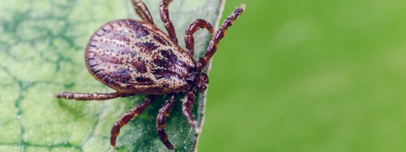 В Днепре рассказали, как уберечься от клещей и что делать, если вас укусили