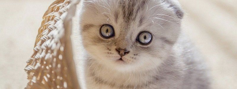 Подарите тепло и любовь: какие животные ищут дом в Днепре