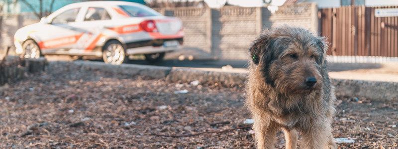 В Днепре пропало много животных: помогите найти